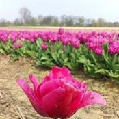 Foto von Kris Tinison