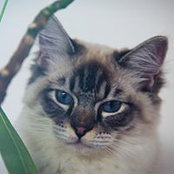 Christophe Desse's photo