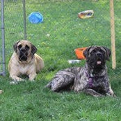 KT Mastiffs's photo