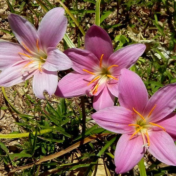 Southwestern Plants