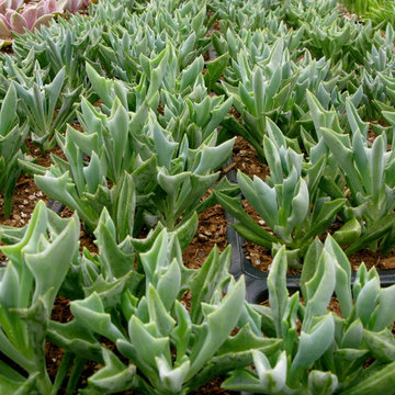 senecio kleiniiformis