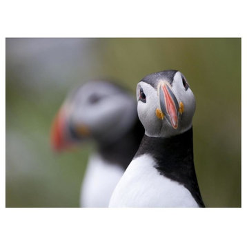 "Posing Puffin" Digital Paper Print by Olof Petterson, 50"x38"