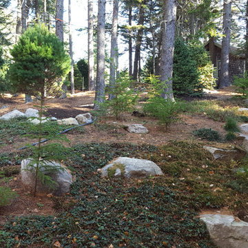 Faux Ledge with native plants