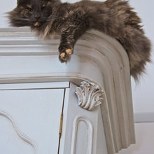 cat design