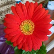 Lia White's photo