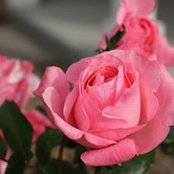 Josephine Aguilar's photo