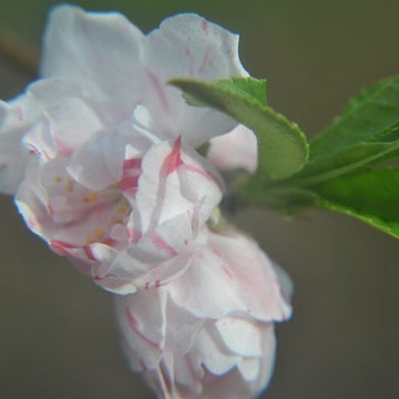 The Garden Center
