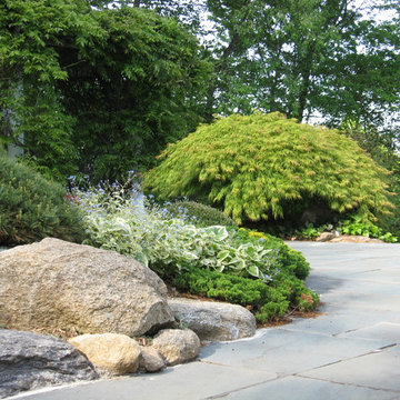 Pool patio garden planting with Japanese Maple