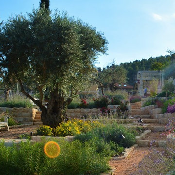 A garden with old olive trees