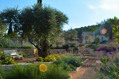 A garden with old olive trees