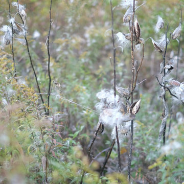 Observations | Milkweed "Wishes"