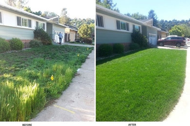 Front lawn renovation
