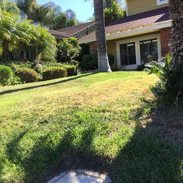 Rain Water Swale and Lawn Removal