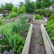 Backyard Reno