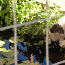 Cat Patio
