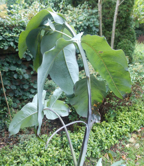 Why are my eucalyptus dying?