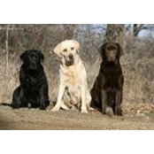 Larry Deitrick's photo