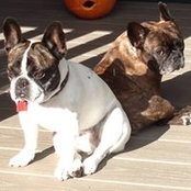 Denise Boudreau's photo