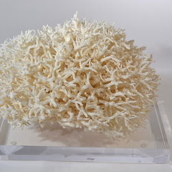 Corals - Products