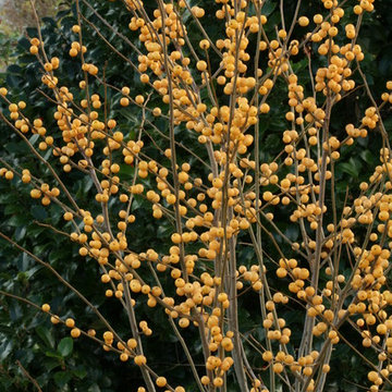 Berry Heavy® Gold winterberry holly