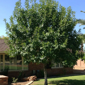 Southwestern Plants