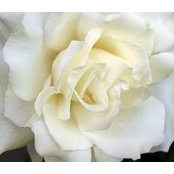 Penny Swanger's photo