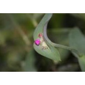Piia's photo