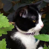 Samme Doshen's photo