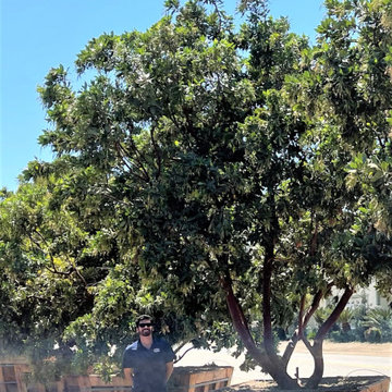 Big Specimen Trees