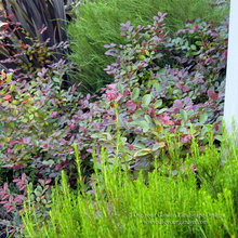 Garden Plants