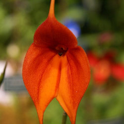 orchids - Products