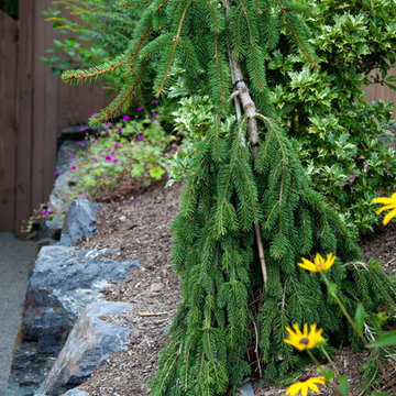 Margie's Entry Landscape