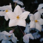 Siam Handi's photo