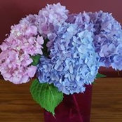 Jill Sterling's photo