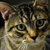 Traci Van Velsor's photo