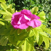 Photo de samyarde