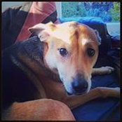 Sara Rad's photo
