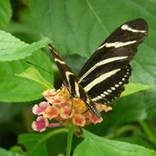 Penny Sitler's photo