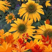 Karyn Cole's photo