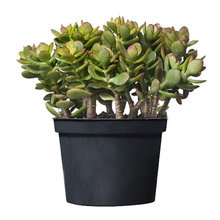 plants