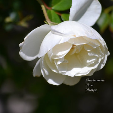 Floribunda "Iceberg" Rose