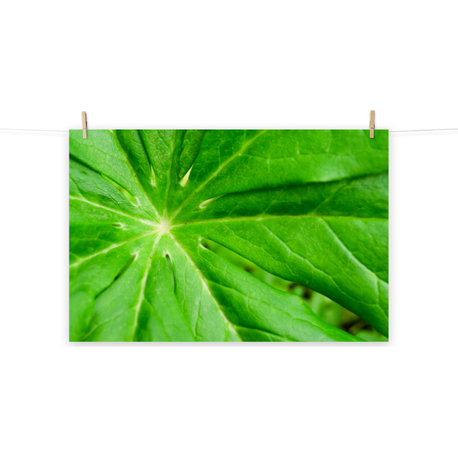 Peaceful Greenery Nature Photo, Botanical Unframed Wall Art Print, 8" X 10"
