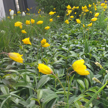 Tulipa sylvestris zusammen mit Prunus "Mount Vernon"