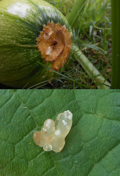 Is this rot or something on my pumpkin????