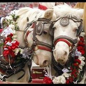 Robin Shaw's photo