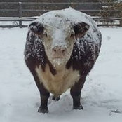 Michele Morrow's photo