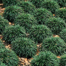 plant list