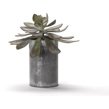 Large Frosted Echeveria in Tin Planter