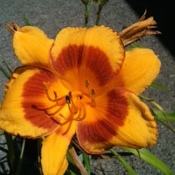 Nursery and Garden Center - Bulbs And Seeds