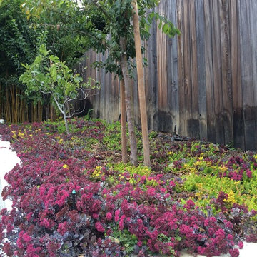 Kensington Succulent Paradise